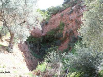 Il dirupo che ospita la colonia di pimguicula hirtiflora. E' esposto all'azione della pioggia e dell'erosione operata dal vento: per questo motivo il futuro del vegetale resta incerto